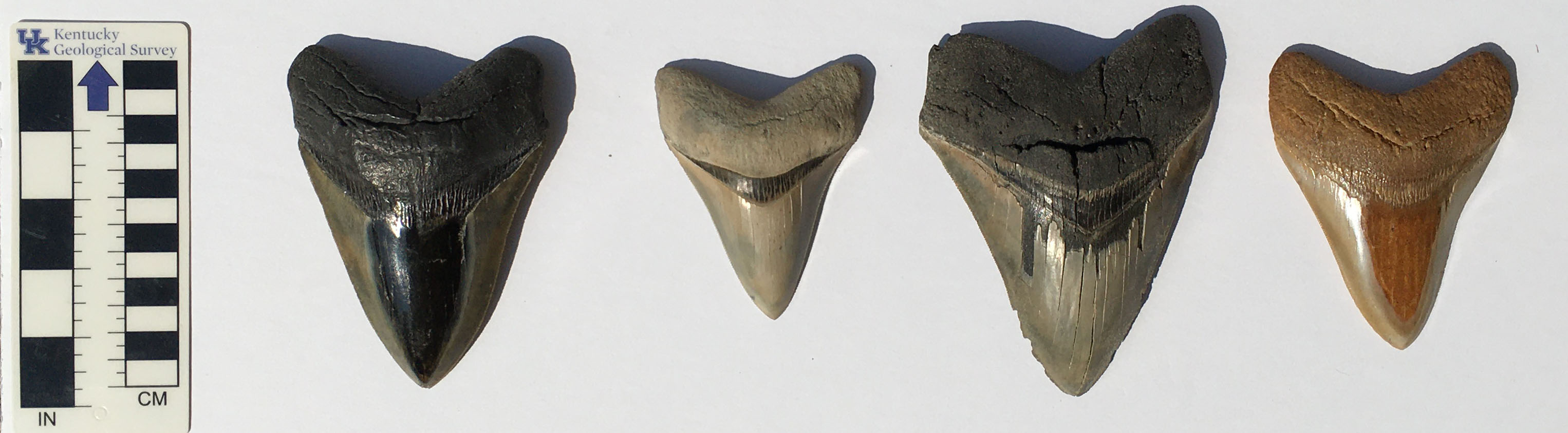 Megalodon teeth have different colors. Colors in fossil teeth are a function of the minerals in waters and surrounding sediments during fossilization. From left to right these specimens are from Florida, North Carolina. An uncertain location in the southeastern United States, and the Pacific Ocean east of Australia.